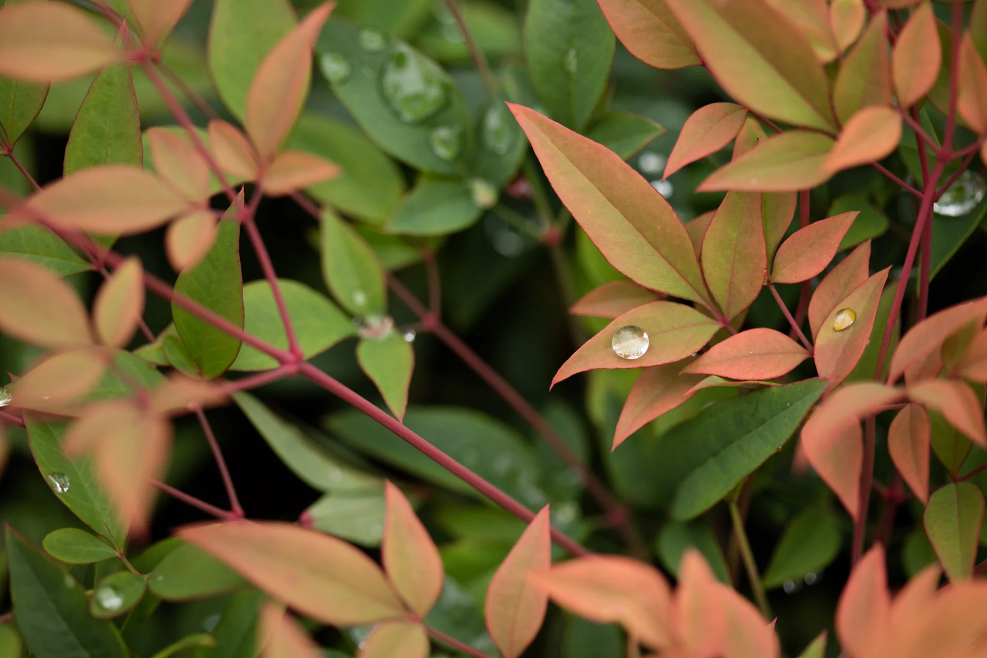 Vancouver Island's Premium Wholesale Nursery